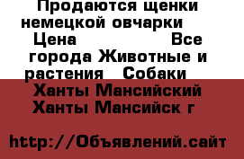 Продаются щенки немецкой овчарки!!! › Цена ­ 6000-8000 - Все города Животные и растения » Собаки   . Ханты-Мансийский,Ханты-Мансийск г.